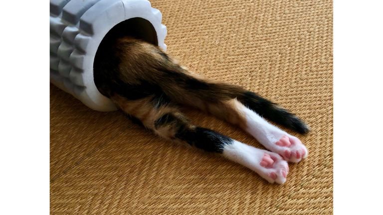 筒の中にいる子猫