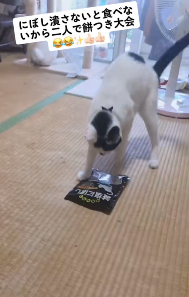 後ろに逃げる猫