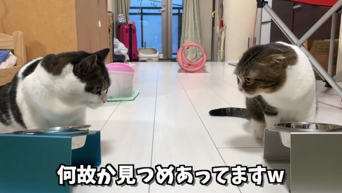 見つめ合う2匹の猫