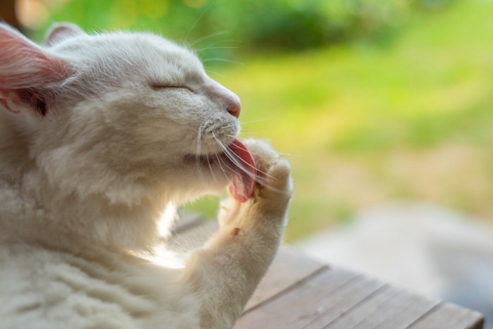 肉球を舐めている猫