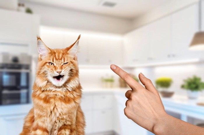 飼い主の指先と猫