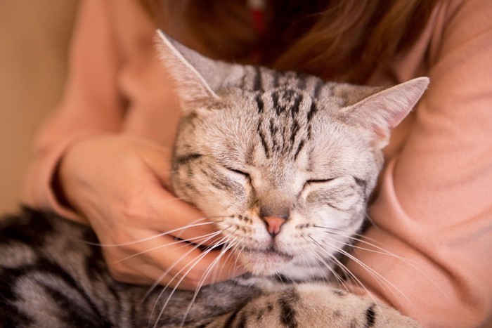 甘えている猫