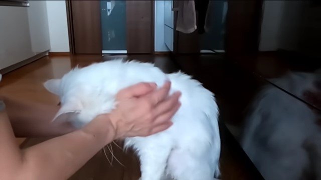 両手で猫の体を撫でる人