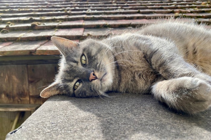 屋根の上でこちらを見つめる猫