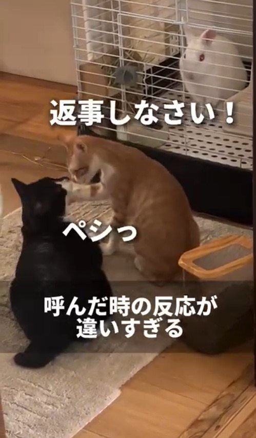 「ちゃんとママにお返事しなさい！」