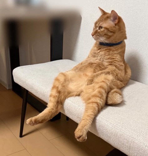 人間のように座る猫