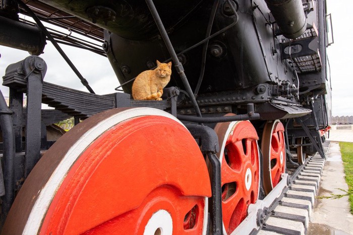 機関車によじ登る猫