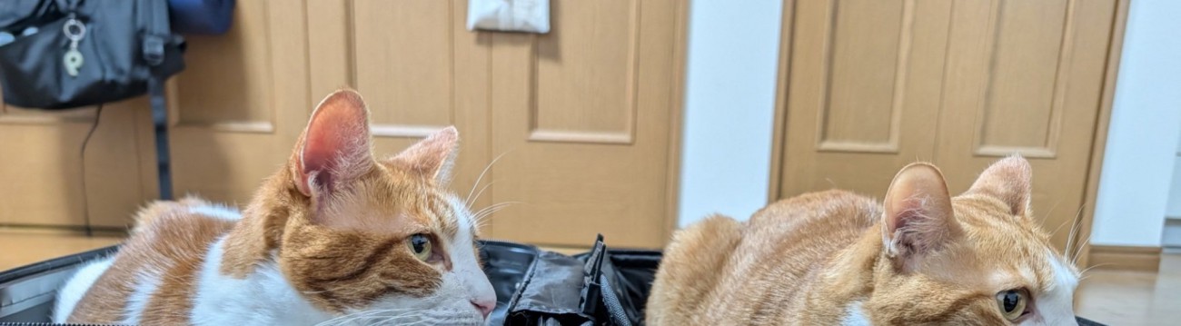 2匹の猫