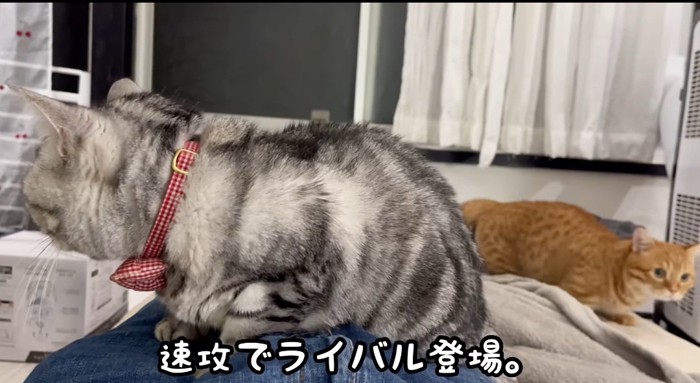 歩いている猫