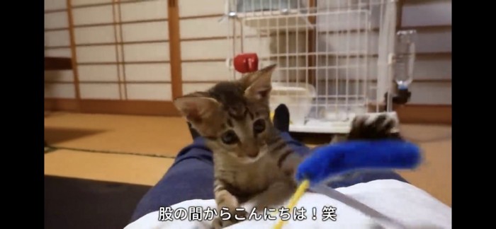 猫じゃらしで遊ぶ猫