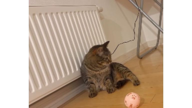 室内にいる猫