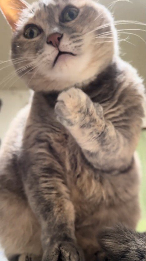 前を向く猫