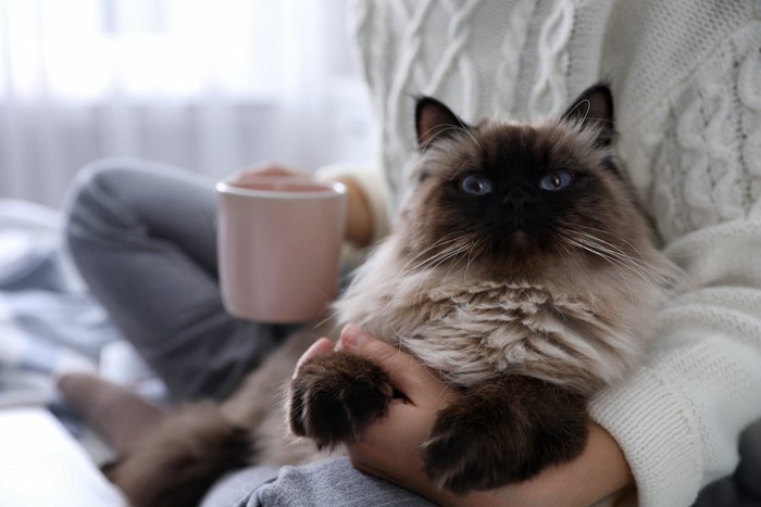 飼い主の膝の上で甘える猫