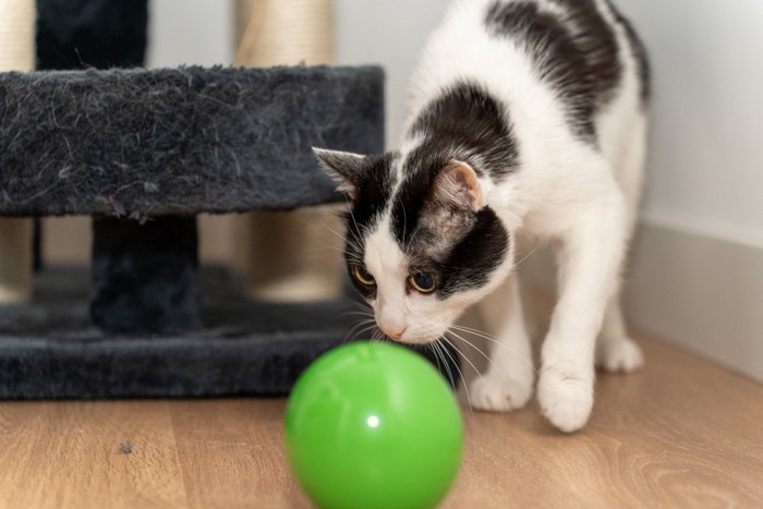 新しいボールのニオイを嗅ぐ猫