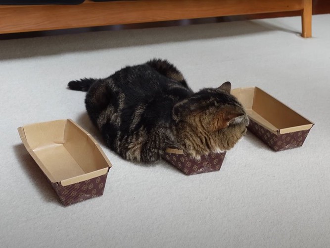 1匹残された猫