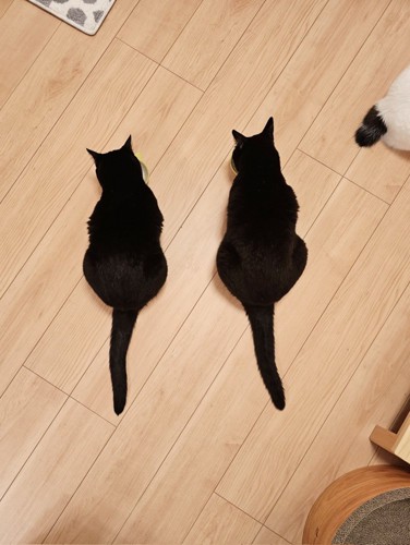 ごはんを食べる成猫たち