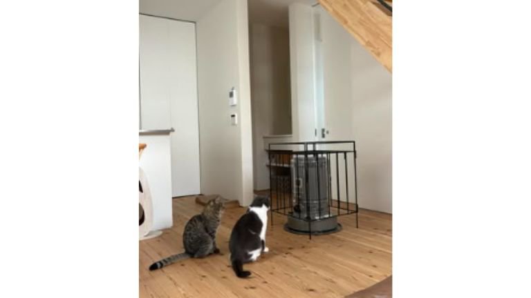 ストーブ前の猫