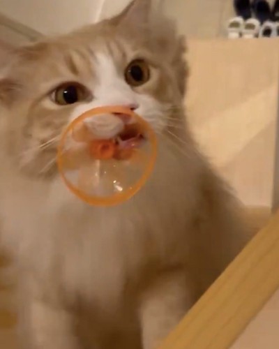 おもちゃをくわえたまま持ってくる猫