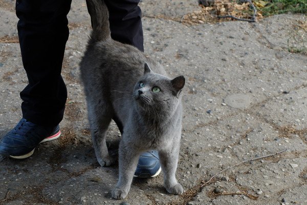 人にすり寄る猫