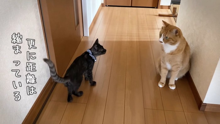 座る猫と立っている子猫