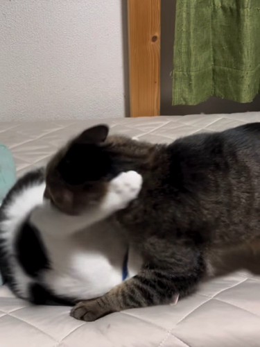 取っ組み合う2匹の猫