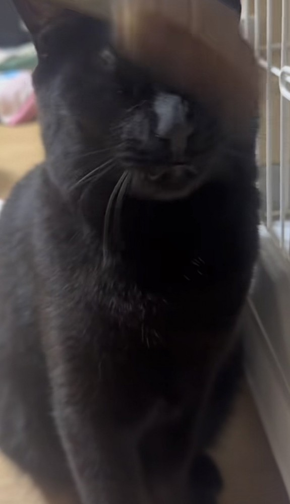 猫じゃらしを顔に当てられる猫の写真2