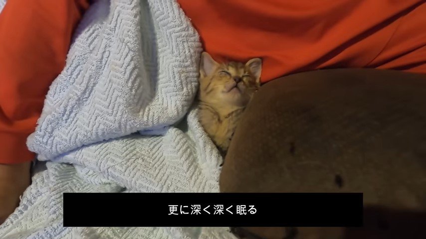 人に抱かれた子猫