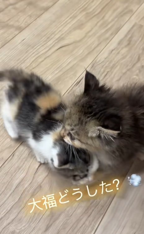 鳴いている三毛猫の子猫に駆け寄る長毛の子猫