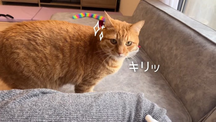 キリッ
