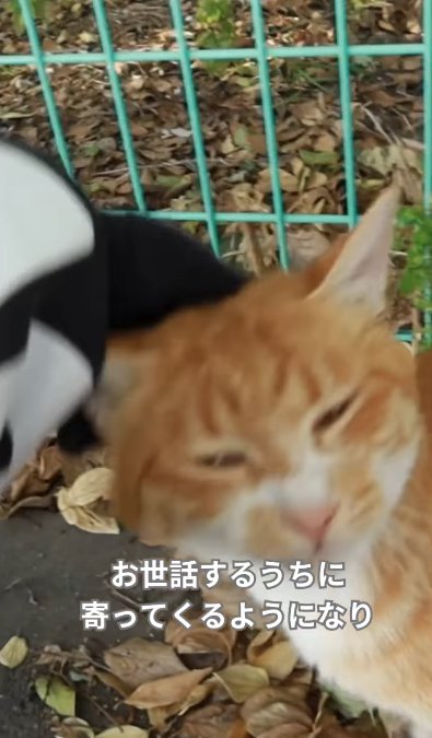 頭を撫でられている猫