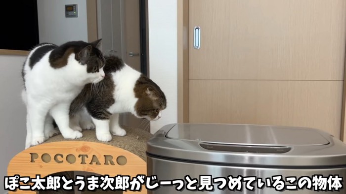 並んで立つ2匹の猫