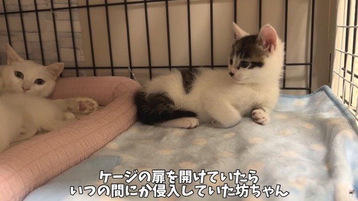 テロップ「ケージの扉を～」