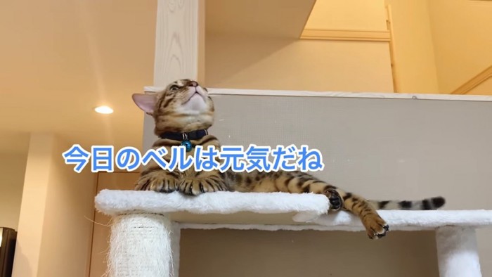 見上げる猫