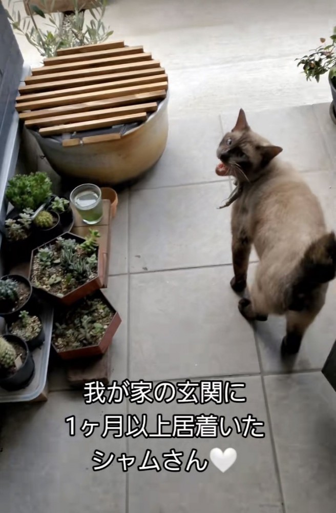 玄関の前で鳴くシャム猫