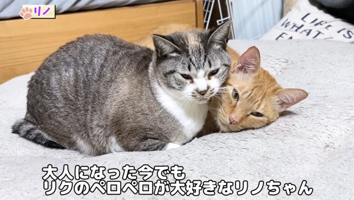 寄り添って座る猫