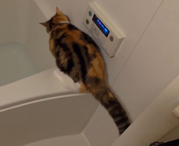 浴槽の縁に座り直す猫