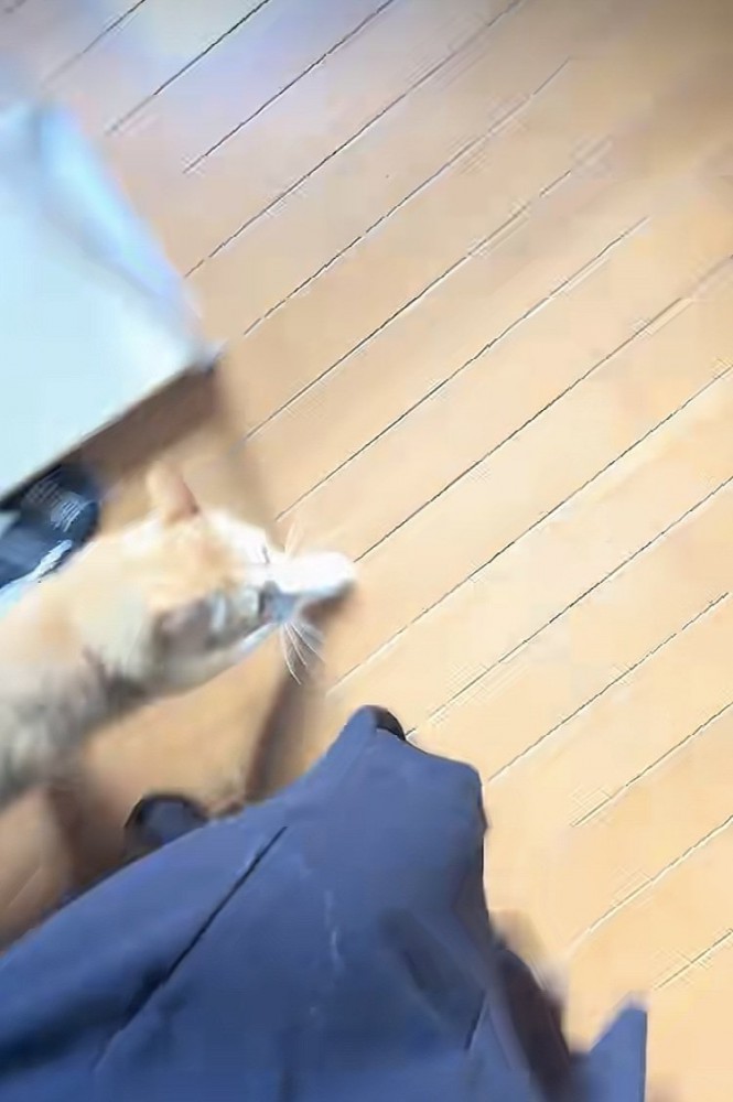 飼い主さんを追い掛ける茶白猫