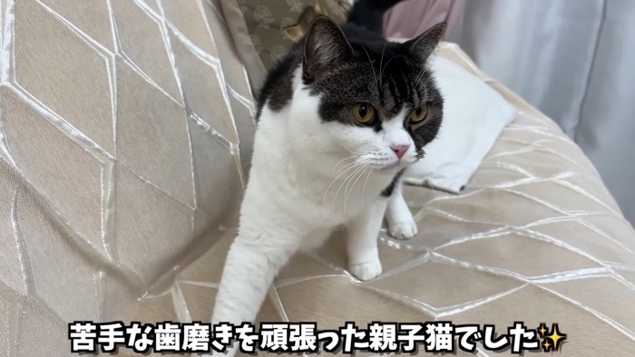 立っている猫