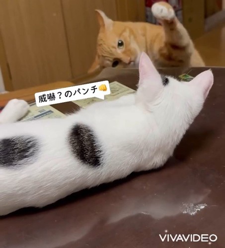 子猫にパンチする成猫