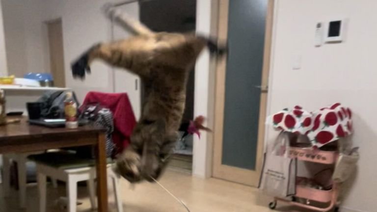 空中にいる猫