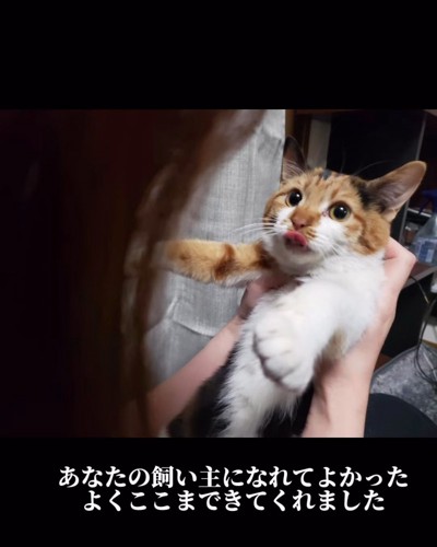 鼻をなめる猫