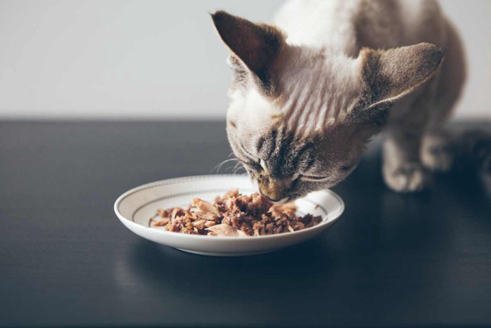 最後まで食べようとする猫