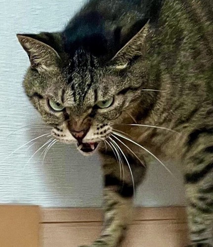 顔をしかめて遠くを見るキジトラ猫