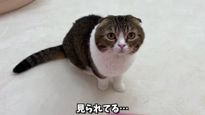 見つめる猫