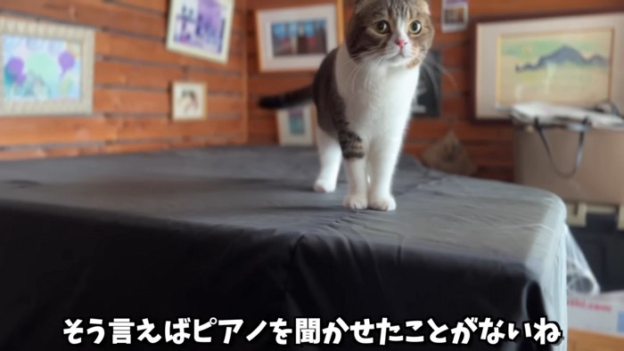 ピアノの上に立つ猫