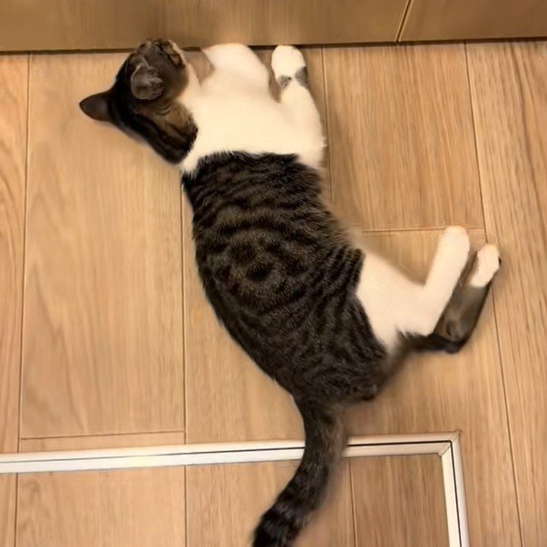 ドアの隙間に手を入れる猫