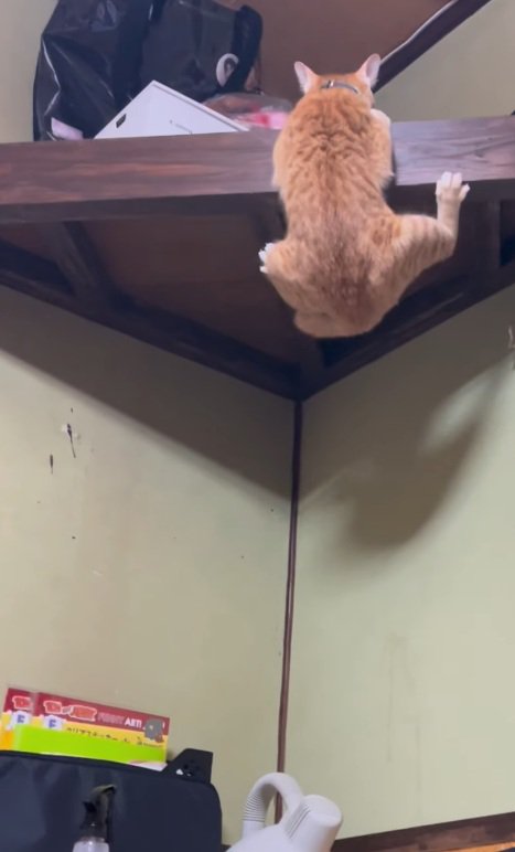 ぶら下がる猫