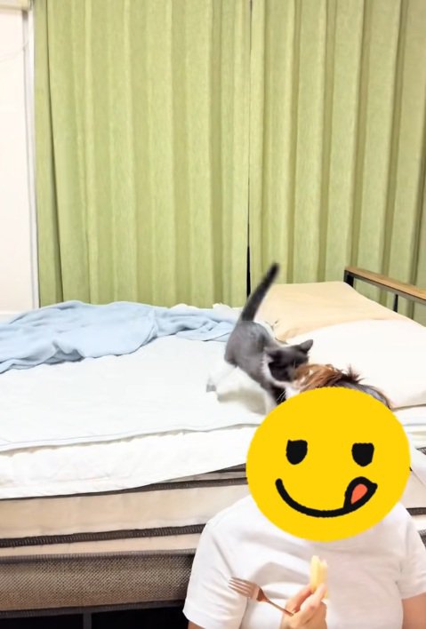 ベッドの上で飼い主さんの髪にじゃれつく子猫と飼い主