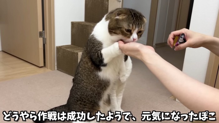 立ち上がる猫