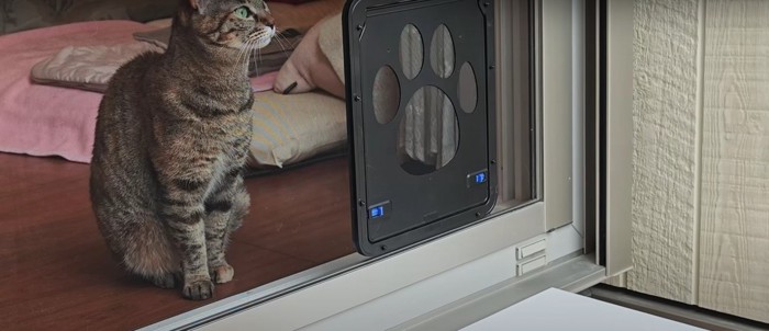 部屋の隅にいる猫